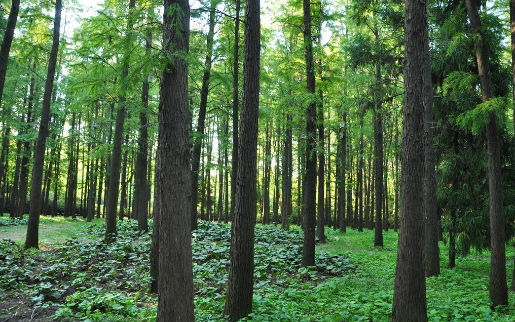 環(huán)保進(jìn)行時(shí) | 華洲木業(yè)，用行動(dòng)為地球發(fā)聲(圖3)