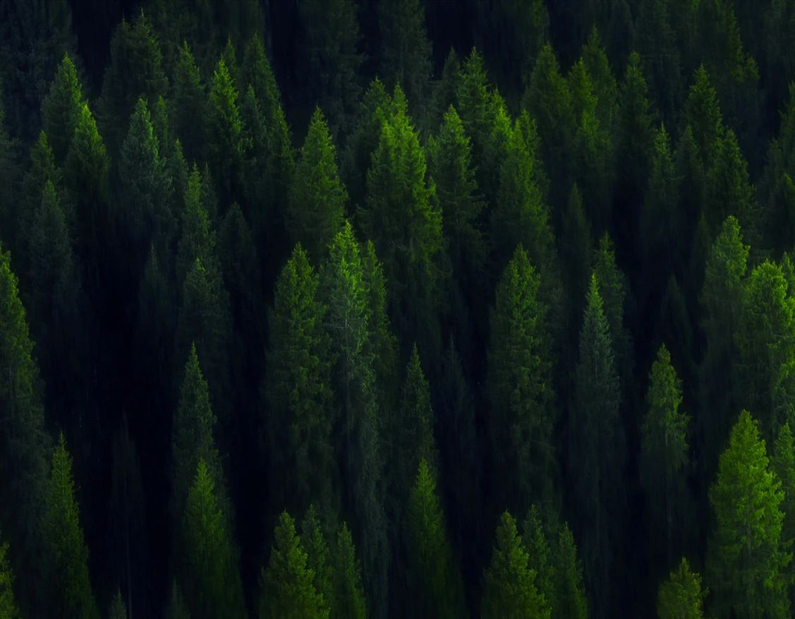 世界環(huán)境日|華洲無醛板，我是環(huán)保行動者！(圖3)