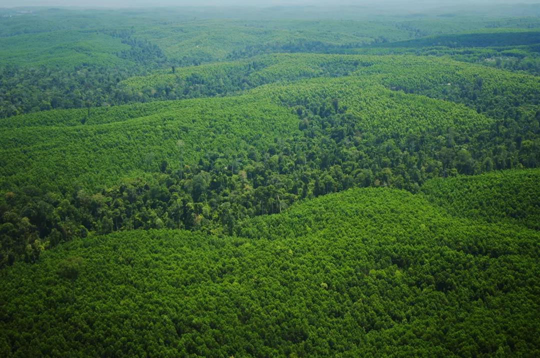 保障無醛添加，華洲金品澳桉板都做了這些事！(圖1)